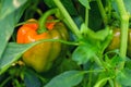 Orange sweet pepper growing green bush. Royalty Free Stock Photo