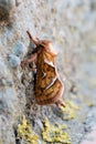 Orange swift moth Triodia sylvina. Royalty Free Stock Photo