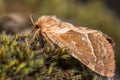 Orange swift moth (Triodia sylvina) Royalty Free Stock Photo