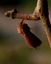 Orange Swift, Triodia sylvina Royalty Free Stock Photo