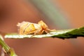 Orange swift, Triodia sylvina Royalty Free Stock Photo