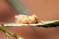 Orange swift, Triodia sylvina Royalty Free Stock Photo