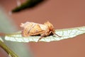 Orange swift, Triodia sylvina Royalty Free Stock Photo