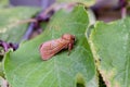 Orange swift Triodia sylvina on leaf Royalty Free Stock Photo