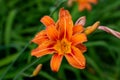 Orange sword lilly with waterdrops close up shot Royalty Free Stock Photo