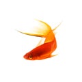 Orange Sword-tail Fish Isolated on White Background Royalty Free Stock Photo