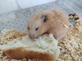 Orange syrian hamster eating bread