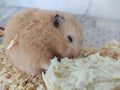 Orange syrian hamster eating bread