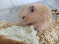 Orange syrian hamster eating bread