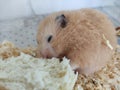 Orange syrian hamster eating bread