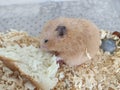 Orange syrian hamster eating bread