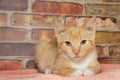 Orange tabby on blanket Royalty Free Stock Photo