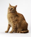 Orange Tabby Cat Royalty Free Stock Photo