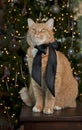 Orange Tabby Cat Royalty Free Stock Photo