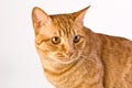 Orange tabby cat Royalty Free Stock Photo