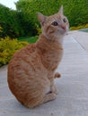 Orange Tabby Cat on Alert to a bird