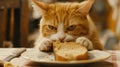 Orange tabby cat biting a piece of bread on a plate. Indoor domestic animal behavior scene