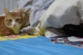 Orange tabby cat and black cat on bed. Tabby kitten liking at camera. Black kitten peek under the blanket.