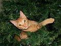 Orange tabby cat caught in a Christmas Tree