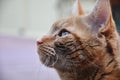 Orange tabby cat close up. Royalty Free Stock Photo