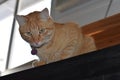 Orange Tabby Cat Crouched on Black Table near Window