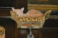 Orange Tabby Cat Dozes in a Custom Perch