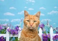 Orange tabby cat glaring at viewer, backyard fence with flowers