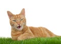 Orange tabby cat on grass isolated, mouth open talking Royalty Free Stock Photo