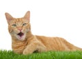 Orange tabby cat on grass isolated, mouth open talking Royalty Free Stock Photo