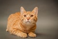 Orange Tabby cat on gray background Royalty Free Stock Photo