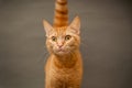 Orange Tabby cat on gray background Royalty Free Stock Photo