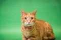 Orange Tabby cat on gray background