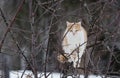 Orange Tabby Cat Perching in Bare Tree Royalty Free Stock Photo