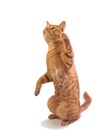 Orange tabby cat isloated