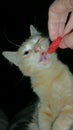 Orange tabby cat kitten being fed watermelon