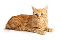 Orange Tabby Cat Laying Side on White Royalty Free Stock Photo