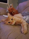 Orange Tabby Cat on Leather Couch Royalty Free Stock Photo