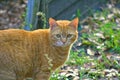 Orange tabby cat looking directly at the camera in a close-up shot. Royalty Free Stock Photo