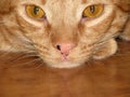 Orange Tabby Cat