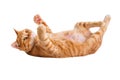 Orange Tabby Cat Lying on Back Isolated on White Royalty Free Stock Photo