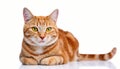 Orange Tabby Cat Lying Down with Yellow Eyes Royalty Free Stock Photo