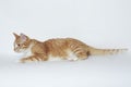 Orange tabby cat lying isolated on white Royalty Free Stock Photo