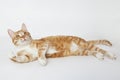 Orange tabby cat lying on the white Royalty Free Stock Photo