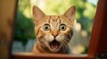 Surprised Orange Tabby Cat With Exaggerated Facial Features