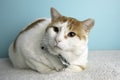 Orange Tabby Cat Portrait in Studio and Wearing a Bow Tie Royalty Free Stock Photo