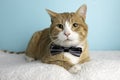 Orange Tabby Cat Portrait in Studio and Wearing a Bow Tie Royalty Free Stock Photo