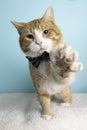 Orange Tabby Cat Portrait in Studio and Wearing a Bow Tie Royalty Free Stock Photo