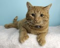 Orange Tabby Cat Portrait in Studio and Wearing a Bow Tie Royalty Free Stock Photo