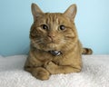 Orange Tabby Cat Portrait in Studio and Wearing a Bow Tie Royalty Free Stock Photo