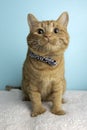 Orange Tabby Cat Portrait in Studio and Wearing a Bow Tie Royalty Free Stock Photo